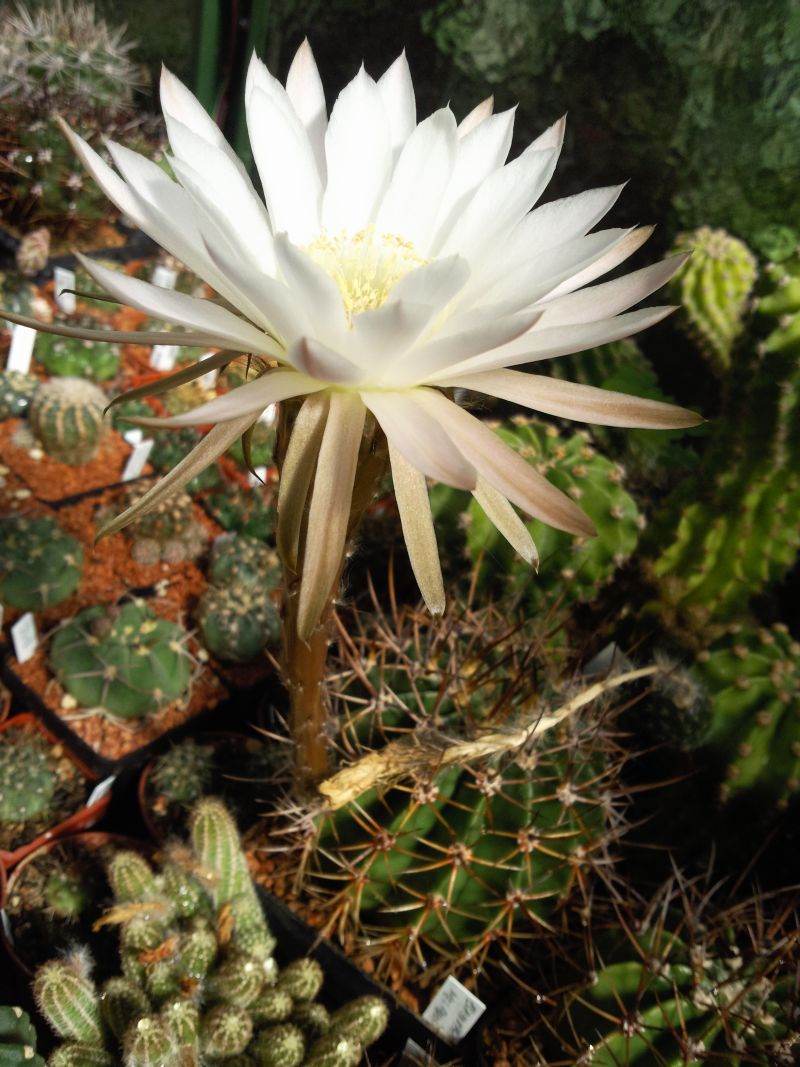 Echinopsis melamopotamica